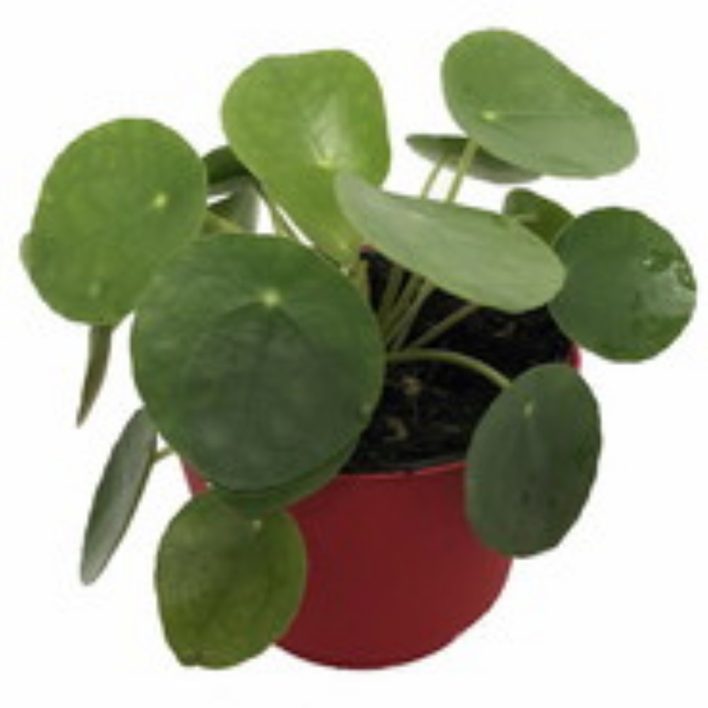 Meet your Posher, RV